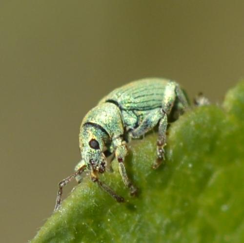 Réf. 250 485 : Phyllobius sp.